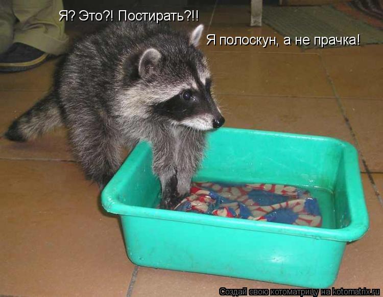 Котоматрица: Я? Это?! Постирать?!! Я полоскун, а не прачка!