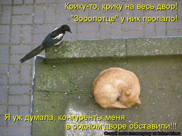 Крику-то, крику на весь двор! "Зооолотце" у них пропало! Я уж думала, конкуренты меня в родном двор... Котоматрица: Крику-то, крику на весь двор! "Зооолотце" у них пропало! Я уж думала, конкуренты меня в родном дворе обставили!!!