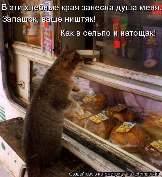 Котоматрица: В эти хлебные края занесла душа меня. Запашок, ваще ништяк! Как в сельпо и натощак!