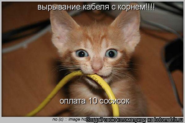 Котоматрица: вырывание кабеля с корнем!!!! оплата 10 сосисок