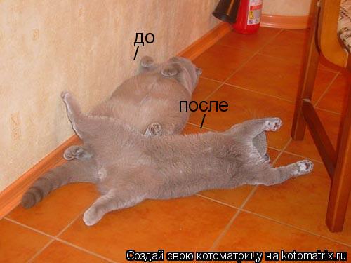 Котоматрица: до  / / после