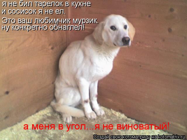 Котоматрица: я не бил тарелок в кухне и сосисок я не ел. Это ваш любимчик мурзик. ну конкретно обнаглел! а меня в угол...я не виноватый!