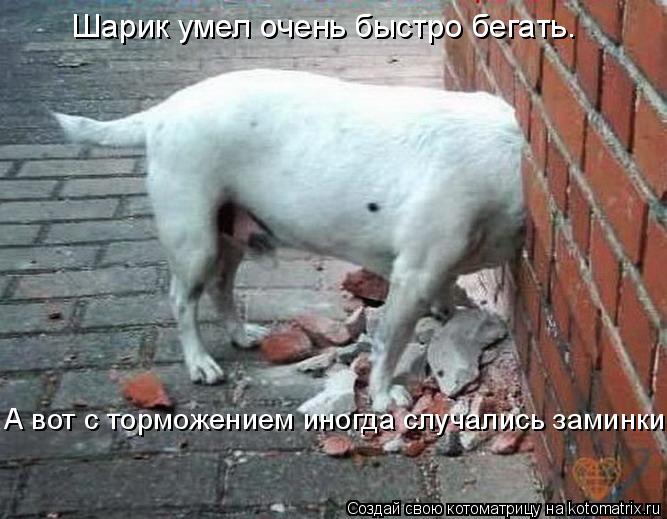 Шарик умел очень быстро бегать. А вот с торможением иногда случались заминки.... Котоматрица: Шарик умел очень быстро бегать. А вот с торможением иногда случались заминки.