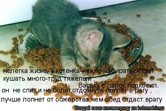 Котоматрица: нелегка жизнь у котёнка-нужно набираться сил. кушать много-труд тяжелый , Ваську с лапок подкосил. он  не спит,и не болет,отдохнуть прилёг в р
