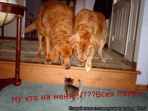 Котоматрица: Ну кто на меня!!!???Всех порву Ну кто на меня!!!???Всех порву
