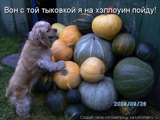 Котоматрица: Вон с той тыковкой я на хэллоуин пойду!