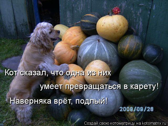 Котоматрица: Кот сказал, что одна из них умеет превращаться в карету! Наверняка врёт, подлый!