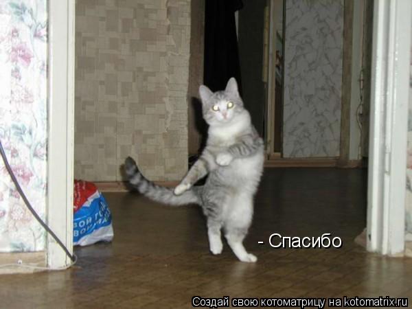 Котоматрица: - Спасибо