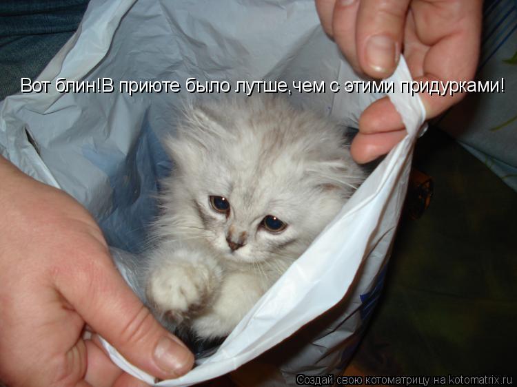 Котоматрица: Вот блин!В приюте было лутше,чем с этими придурками!
