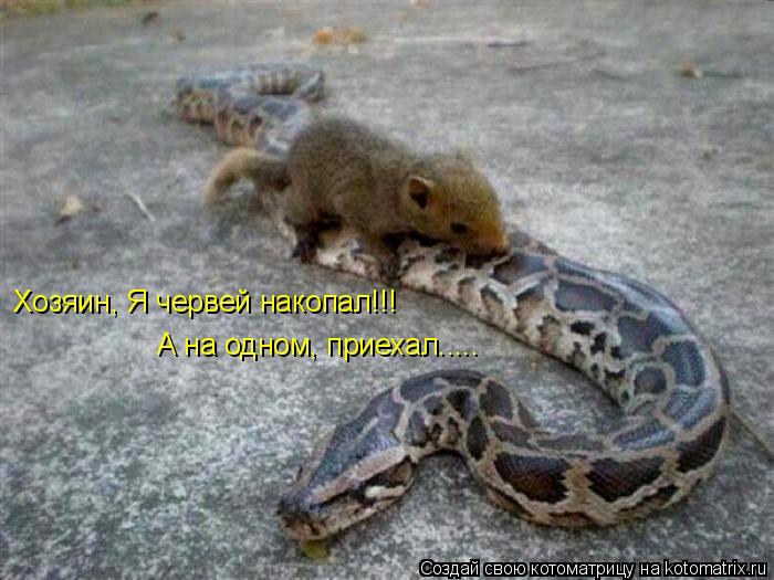 Хозяин, Я червей накопал!!! А на одном, приехал........ Котоматрица: Хозяин, Я червей накопал!!! А на одном, приехал.....