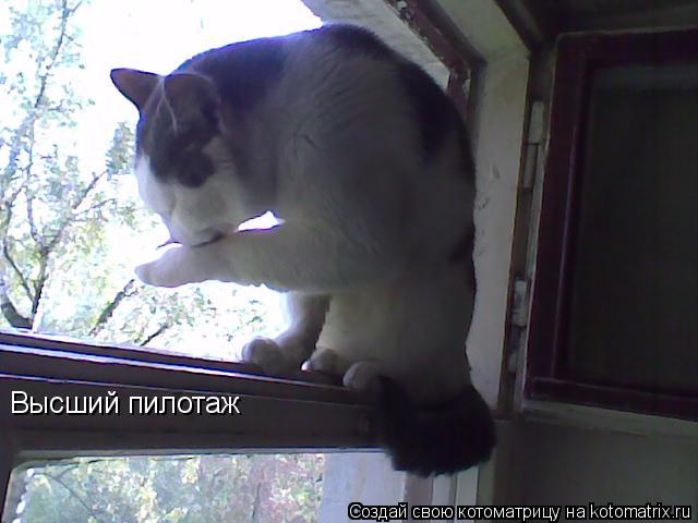 Высший пилотаж... Котоматрица: Высший пилотаж