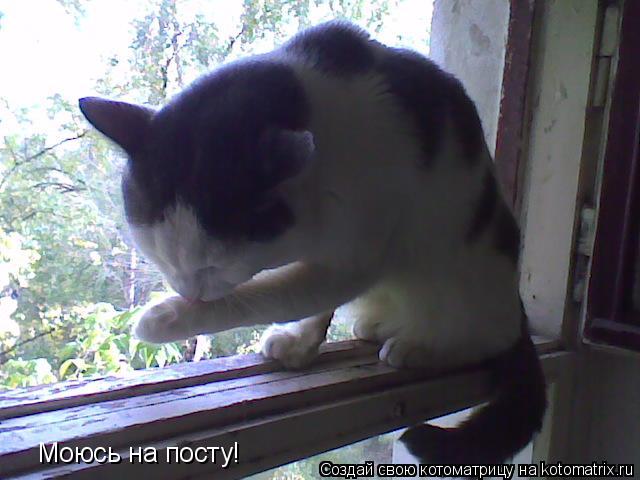 Моюсь на посту!... Котоматрица: Моюсь на посту!