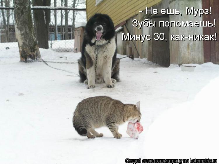 - Не ешь, Мурз! Зубы поломаешь! Минус 30, как-никак!... Котоматрица: - Не ешь, Мурз! Зубы поломаешь! Минус 30, как-никак!