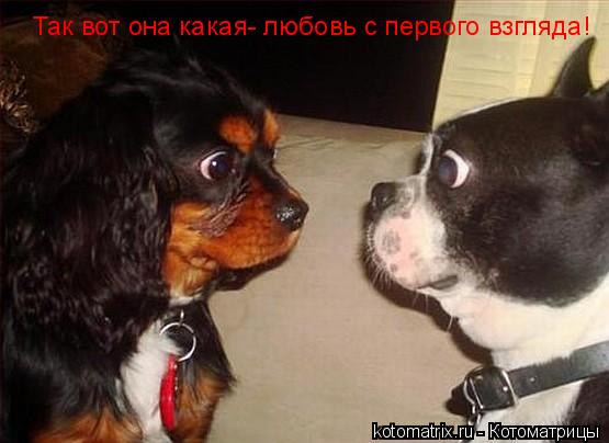 Так вот она какая- любовь с первого взгляда!... Котоматрица: Так вот она какая- любовь с первого взгляда!
