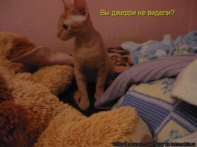 Вы джерри не видели?... Котоматрица: Вы джерри не видели?