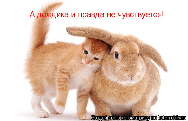 Котоматрица: А дождика и правда не чувствуется!