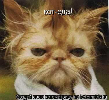 Котоматрица: кот-еда!