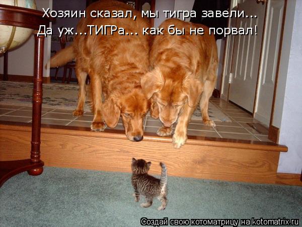 Хозяин сказал, мы тигра завели... Да уж...ТИГРа... как бы не порвал!... Котоматрица: Хозяин сказал, мы тигра завели... Да уж...ТИГРа... как бы не порвал!