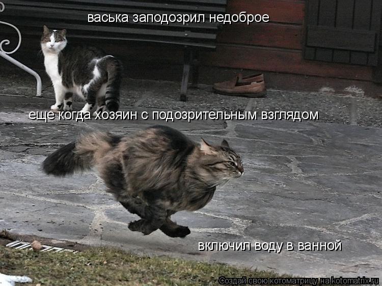 Котоматрица: васька заподозрил недоброе еще когда хозяин с подозрительным взглядом включил воду в ванной