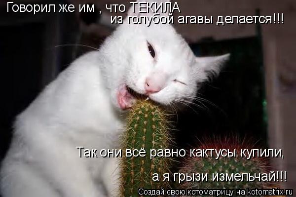 Говорил же им , что ТЕКИЛА из голубой агавы делается!!! Так они всё равно кактусы купили, а я грызи... Котоматрица: Говорил же им , что ТЕКИЛА из голубой агавы делается!!! Так они всё равно кактусы купили, а я грызи измельчай!!!
