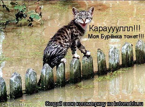 Карауууллл!!! Моя Бурёнка тонет!!!... Котоматрица: Карауууллл!!! Моя Бурёнка тонет!!!