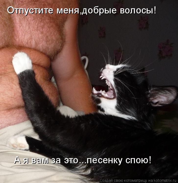 Отпустите меня,добрые волосы! А я вам за это...песенку спою!... Котоматрица: Отпустите меня,добрые волосы! А я вам за это...песенку спою!