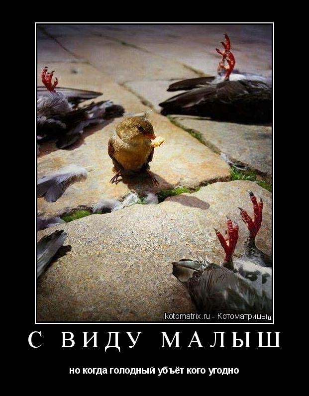 Котоматрица: с виду малыш но когда голодный убъёт кого угодно