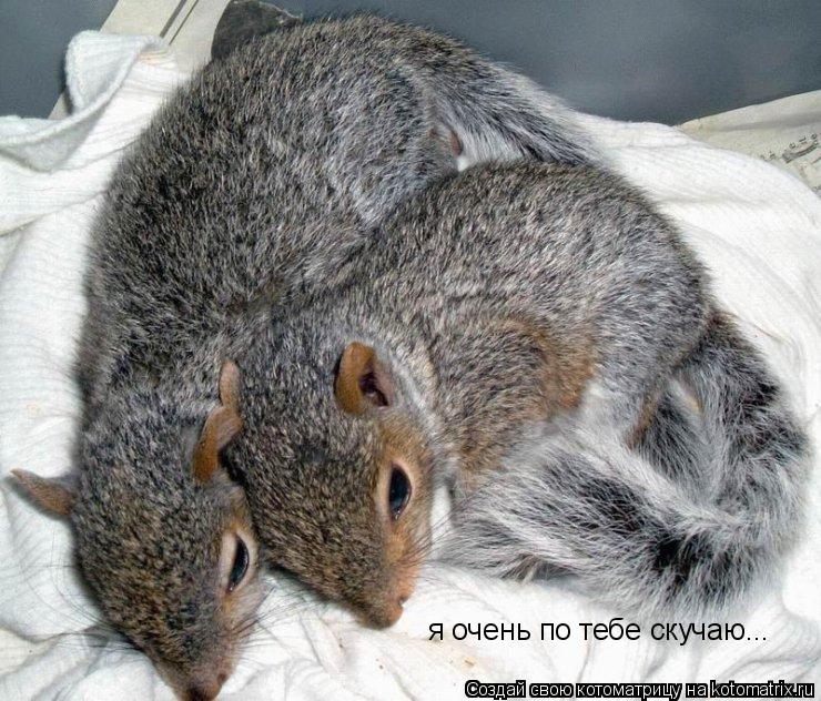 я очень по тебе скучаю...... Котоматрица: я очень по тебе скучаю...