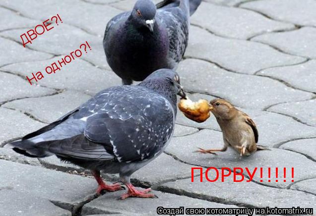 ДВОЕ?! На одного?! ПОРВУ!!!!!... Котоматрица: ДВОЕ?! На одного?! ПОРВУ!!!!!