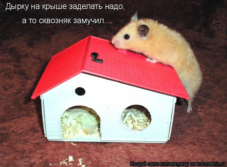 Котоматрица: Дырку на крыше заделать надо, а то сквозняк замучил....