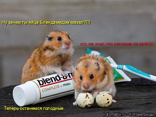 Котоматрица: кто же знал что реклама не врёт((( Ну зачем ты яйца Блендамедом мазал?!!! Теперь останемся голодные.