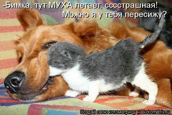 Котоматрица: -Бимка, тут МУХА летает, сссстрашная! Можно я у тебя пересижу?