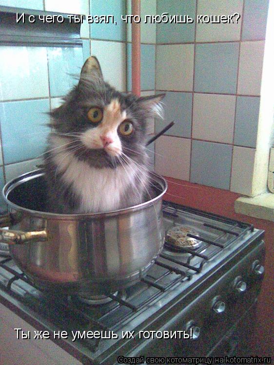 Котоматрица: И с чего ты взял, что любишь кошек?  Ты же не умеешь их готовить!