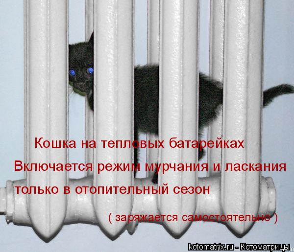 Котоматрица: Кошка на тепловых батарейках Включается режим мурчания и ласкания только в отопительный сезон ( заряжается самостоятельно )