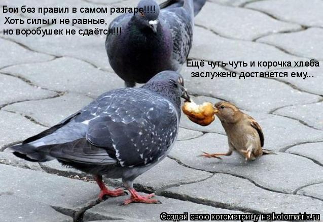 Котоматрица: Бои без правил в самом разгаре!!!! Хоть силы и не равные, но воробушек не сдаётся!!! Ещё чуть-чуть и корочка хлеба заслужено достанется ему...