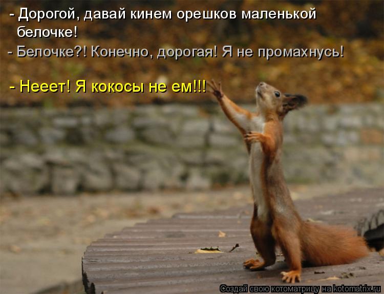 Котоматрица: - Дорогой, давай кинем орешков маленькой  белочке! - Белочке?! Конечно, дорогая! Я не промахнусь! - Нееет! Я кокосы не ем!!!