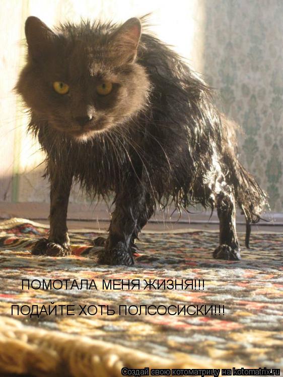 Котоматрица: ПОМОТАЛА МЕНЯ ЖИЗНЯ!!! ПОДАЙТЕ ХОТЬ ПОЛСОСИСКИ!!!