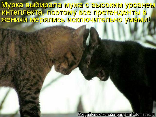 Мурка выбирала мужа с высоким уровнем интеллекта, поэтому все претенденты в женихи мерялись исключите... Котоматрица: Мурка выбирала мужа с высоким уровнем интеллекта, поэтому все претенденты в женихи мерялись исключительно умами!
