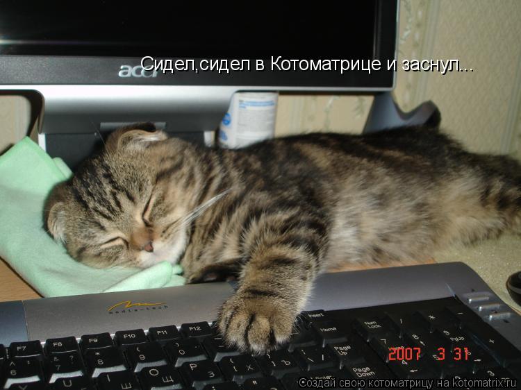 Котоматрица: Сидел,сидел в Котоматрице и заснул...