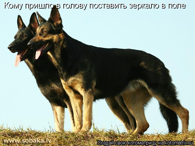 Котоматрица: Кому пришло в голову поставить зеркало в поле