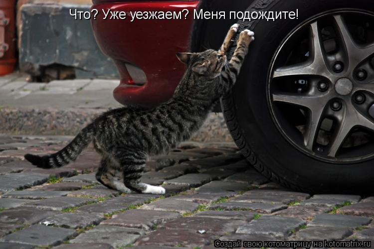 Котоматрица: Что? Уже уезжаем? Меня подождите!