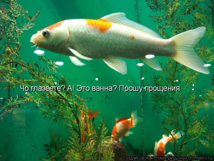 Котоматрица: Чо глазеете? А! Это ванна? Прошу прощения