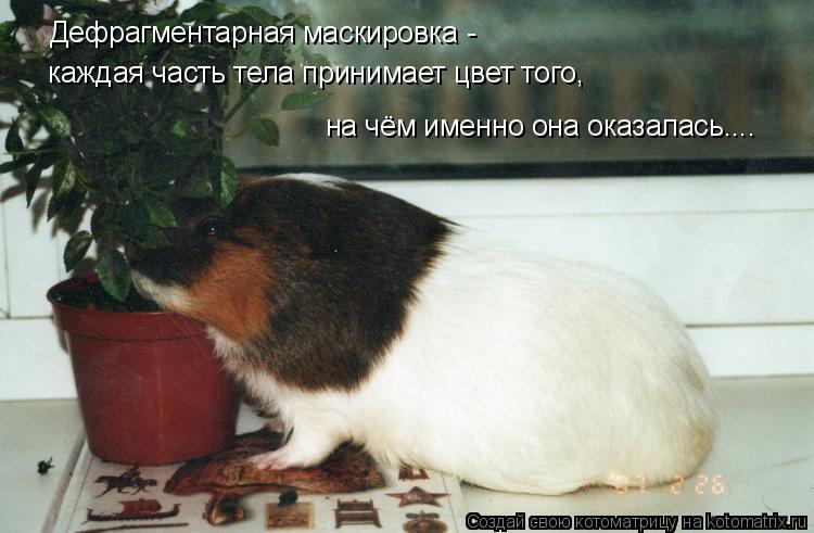 Котоматрица: каждая часть тела принимает цвет того,  Дефрагментарная маскировка -  на чём именно она оказалась....