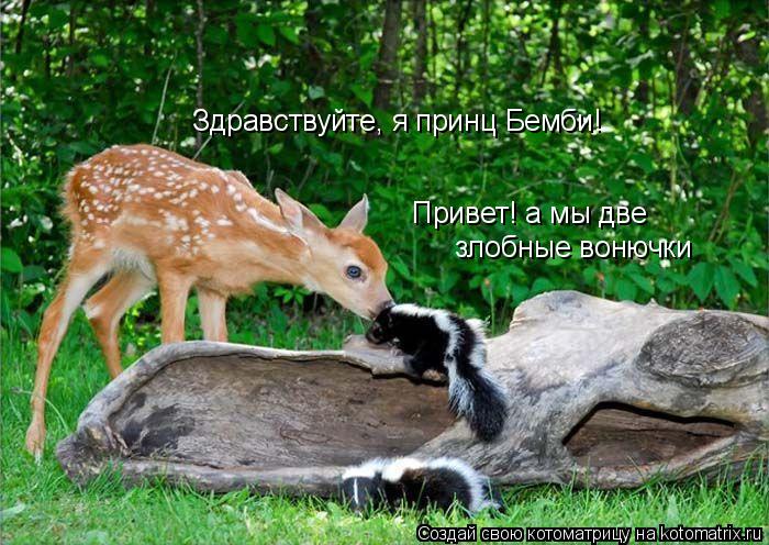 Здравствуйте, я принц Бемби! Привет! а мы две злобные вонючки... Котоматрица: Здравствуйте, я принц Бемби! Привет! а мы две злобные вонючки