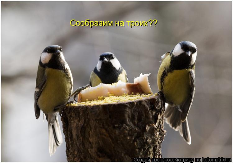 Сообразим на троих??... Котоматрица: Сообразим на троих??