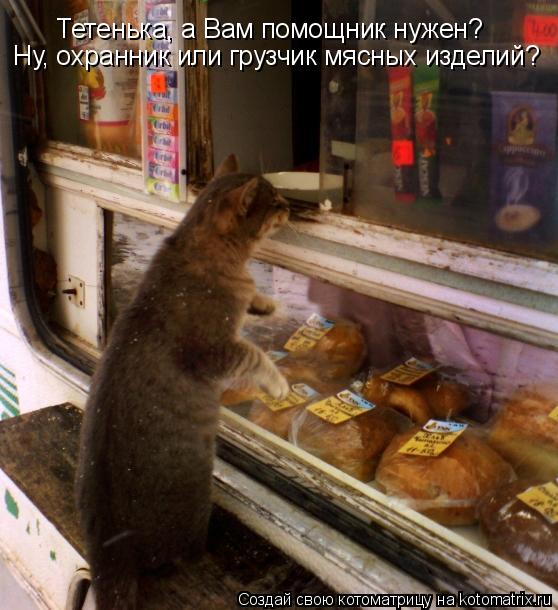Котоматрица: Тетенька, а Вам помощник нужен? Ну, охранник или грузчик мясных изделий?