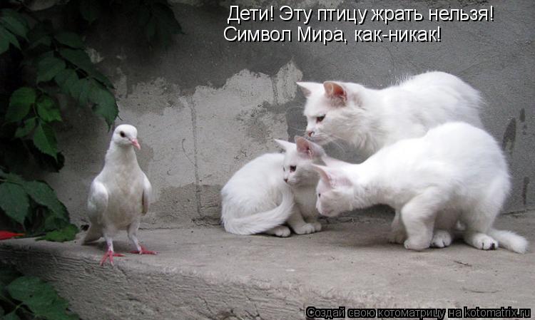 Дети! Эту птицу жрать нельзя! Символ Мира, как-никак!... Котоматрица: Дети! Эту птицу жрать нельзя! Символ Мира, как-никак!