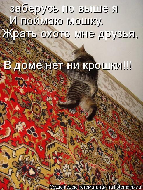 Котоматрица: заберусь по выше я И поймаю мошку. Жрать охото мне друзья, В доме нет ни крошки!!!