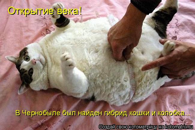 Открытие века! В Чернобыле был найден гибрид кошки и колобка...... Котоматрица: Открытие века! В Чернобыле был найден гибрид кошки и колобка...