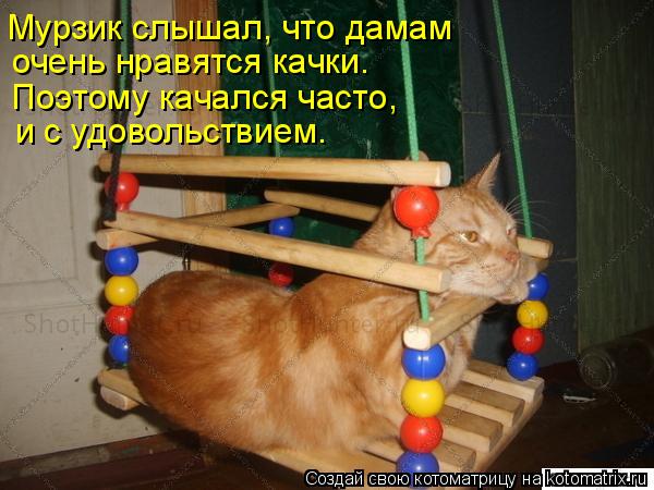 Котоматрица: Мурзик слышал, что дамам  очень нравятся качки. Поэтому качался часто,  и с удовольствием.